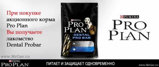 Подарок к Pro Plan