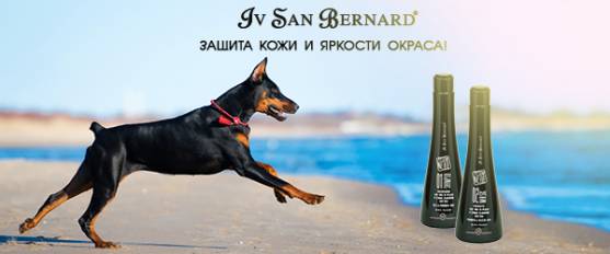 Скидка 15% на Iv San Bernard Black Passion!