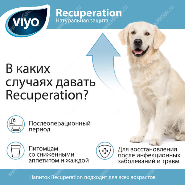 Напиток-пребиотик Viyo Recuperation для собак в период восстановления, 150  мл - Интернет-зоомагазин Мистер Гав