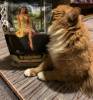 Фотография к отзыву - Brooksfield Cat Adult с говядиной и рисом