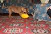 Фотография к отзыву - Игрушка для собак Jolly Egg 30 см, желтая
