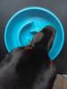 Фотография к отзыву - Миска меланиновая для медленного поедания SuperDesign, 900 мл, синяя