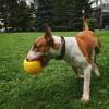 Фотография к отзыву - Мяч Jolly Bounce-n-Play Ball, 15,24 см, желтый с запахом банана