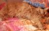 Фотография к отзыву - Новогодний набор для стерилизованных кошек Monge Grill 3+1