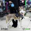 Фотография к отзыву - Шлейка нейлоновая Collar Dog Extreme Police, 3