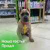 Фотография к отзыву - Шлейка Zee.Dog Neopro Lyra, L, желтый/розовый