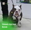 Фотография к отзыву - Шлейка Zee.Dog Woozer, L, темно-синий