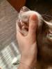 Фотография к отзыву - Зубная паста для собак и кошек освежающая Globalvet, 50 мл
